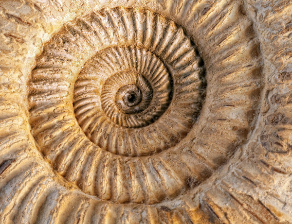 Ammonite close up